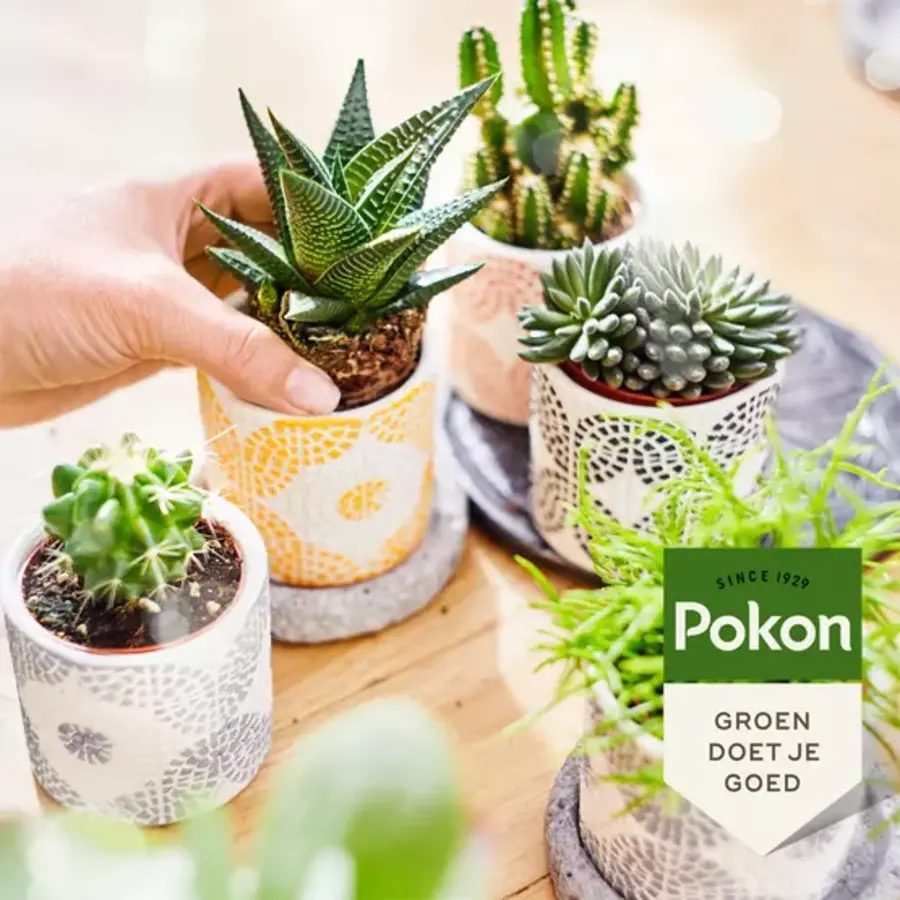 Biologische cactus- en vetplantenvoeding 250 ml voor sterke planten