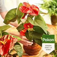 Vloeibare anthurium voeding voor bloei en diepgroene bladeren 250 ml