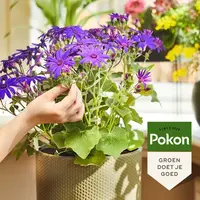 Bloeiende Planten Voeding