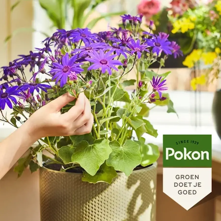 Bloeiende Planten Voeding