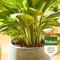 Vloeibare groene planten voeding voor diepgroen blad 500 ml