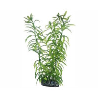 Plant Heteranthera