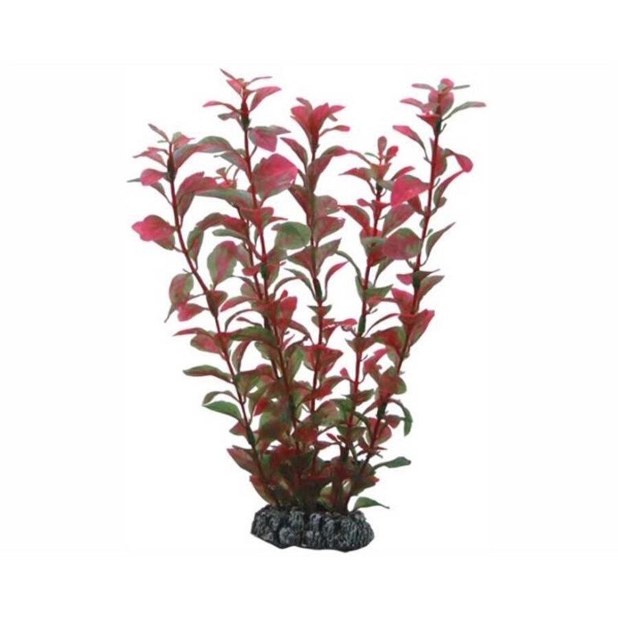 Plant Ludwigia