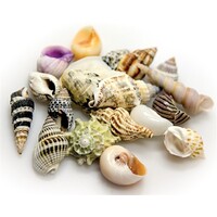 Decoratie zeeschelpen S+M | in decoglas pot 1 liter | voor aquarium, terrarium en maritieme styling