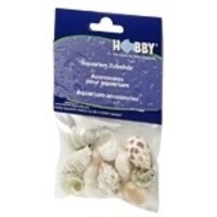 Sea Shells Set maat M | 10 natuurlijke schelpen voor decoratie & aquarium