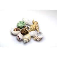 Sea Shells Set maat M | 10 natuurlijke schelpen voor decoratie & aquarium