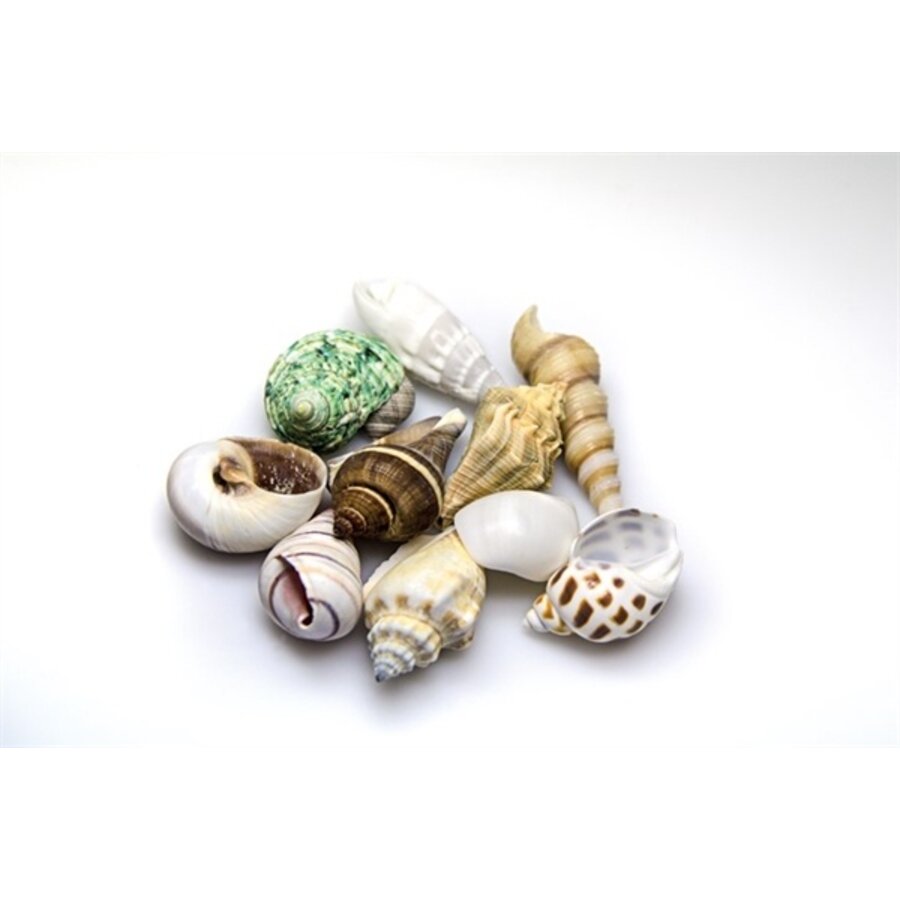 Sea Shells Set maat M | 10 natuurlijke schelpen voor decoratie & aquarium