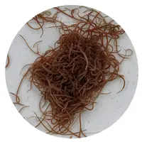 Levende Lambriculus 90ML