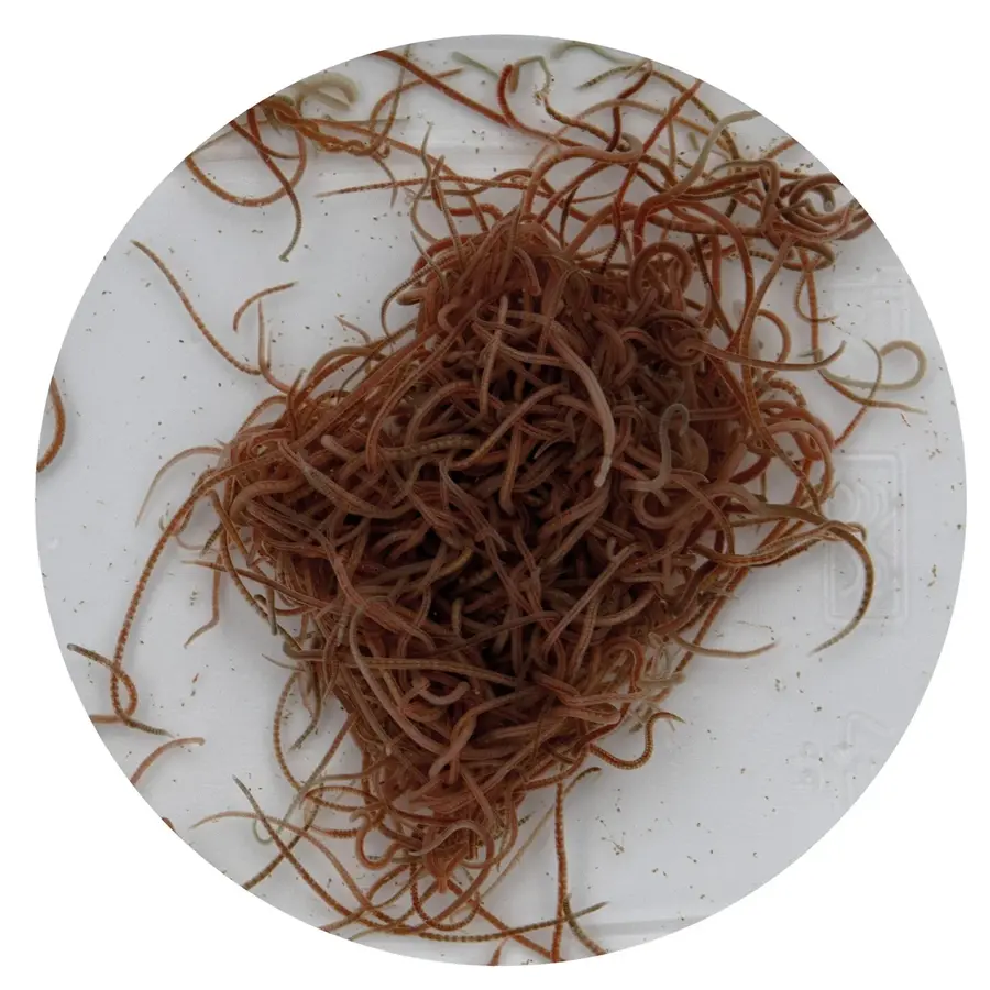 Levende Lambriculus 90ML