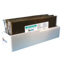 Pacifica 500 gram Plak