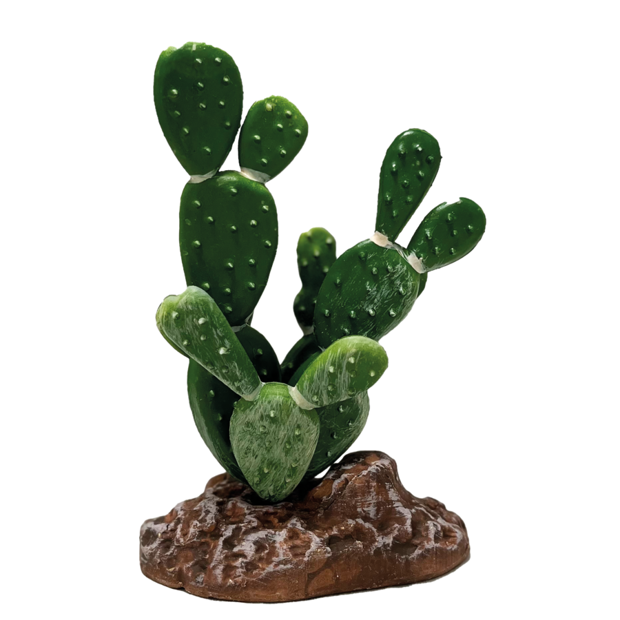 Plant Cactus Opuntia