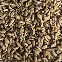 Levende Black Soldier Fly larven 50 gram | voedzaam levend voer