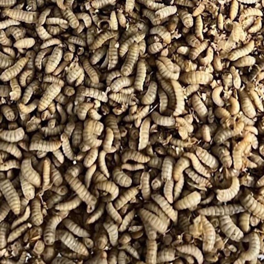 Levende Black Soldier Fly larven | voedzaam levend voer