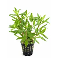 Proserpinaca Palustris in 5 cm pot