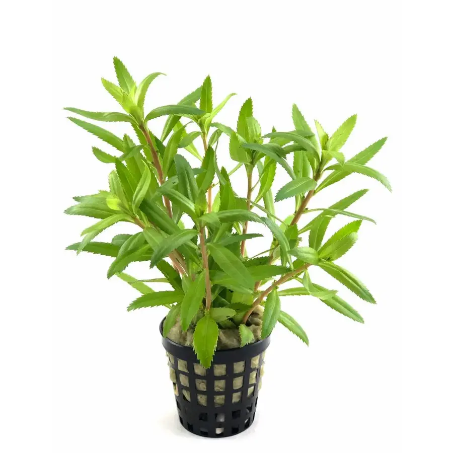 Proserpinaca Palustris in 5 cm pot