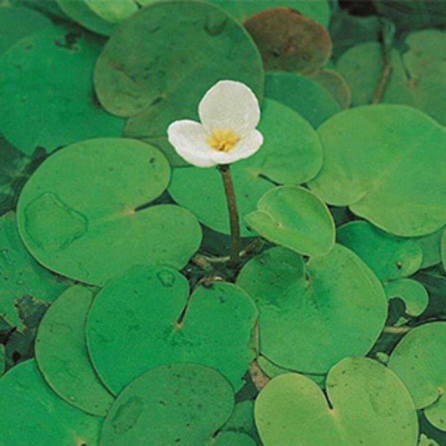 Hydrocharis Morsus-Ranae | Kikkerbeet | In Beker