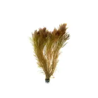 Myriophyllum Mattagrossense | Aarvederkruid | in 5 cm pot