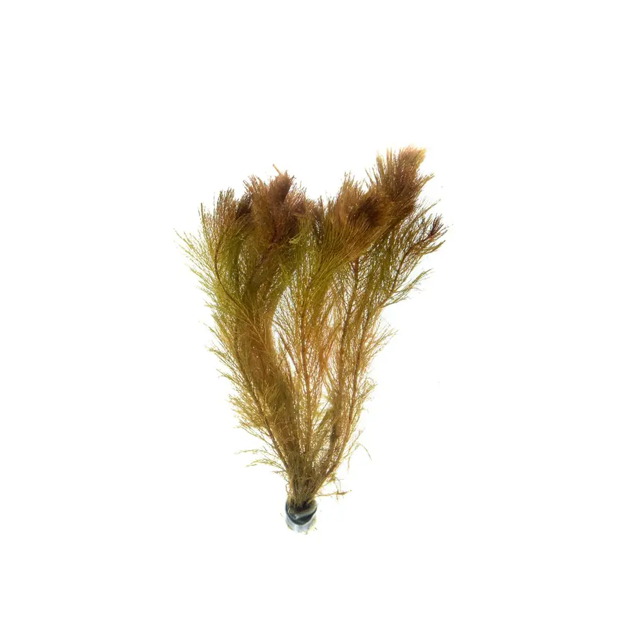 Myriophyllum Mattagrossense | Aarvederkruid | in 5 cm pot