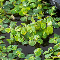 Phillanthus Fusstans In Beker