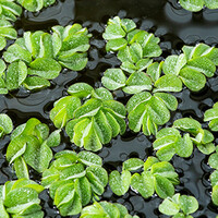 Salvinia Natans | Vlotvaren | In Beker