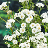 Achillea Ptarmica | Sneeuwbal Plantje | In 9CM pot