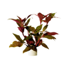 Alternanthera Cardinalis in Terracotta Ring