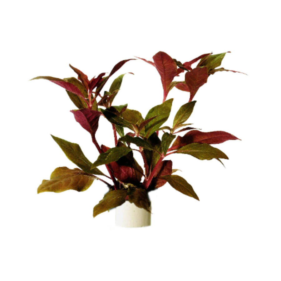 Alternanthera Cardinalis in Terracotta Ring