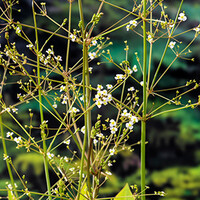 Alisma Platago Aquatica | Waterweegbree | In 9CM pot