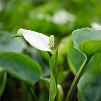 Calla Palustris | Slangenwortel | In 9CM pot