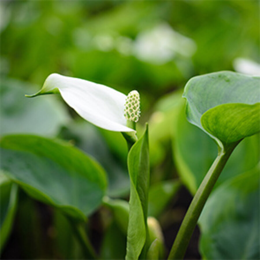 Calla Palustris | Slangenwortel | In 9CM pot