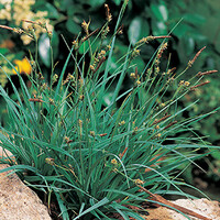 Carex Panicea | Zegge | In 9CM pot