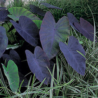 Colocasia Rubra Black Magic | Zwarte Taro | In 11CM pot