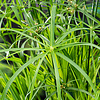 Cyperus Alternifolius | Papyrus Plant | In 9CM pot