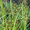 Cyperus Longus | Lang Cypergras | In 9CM pot