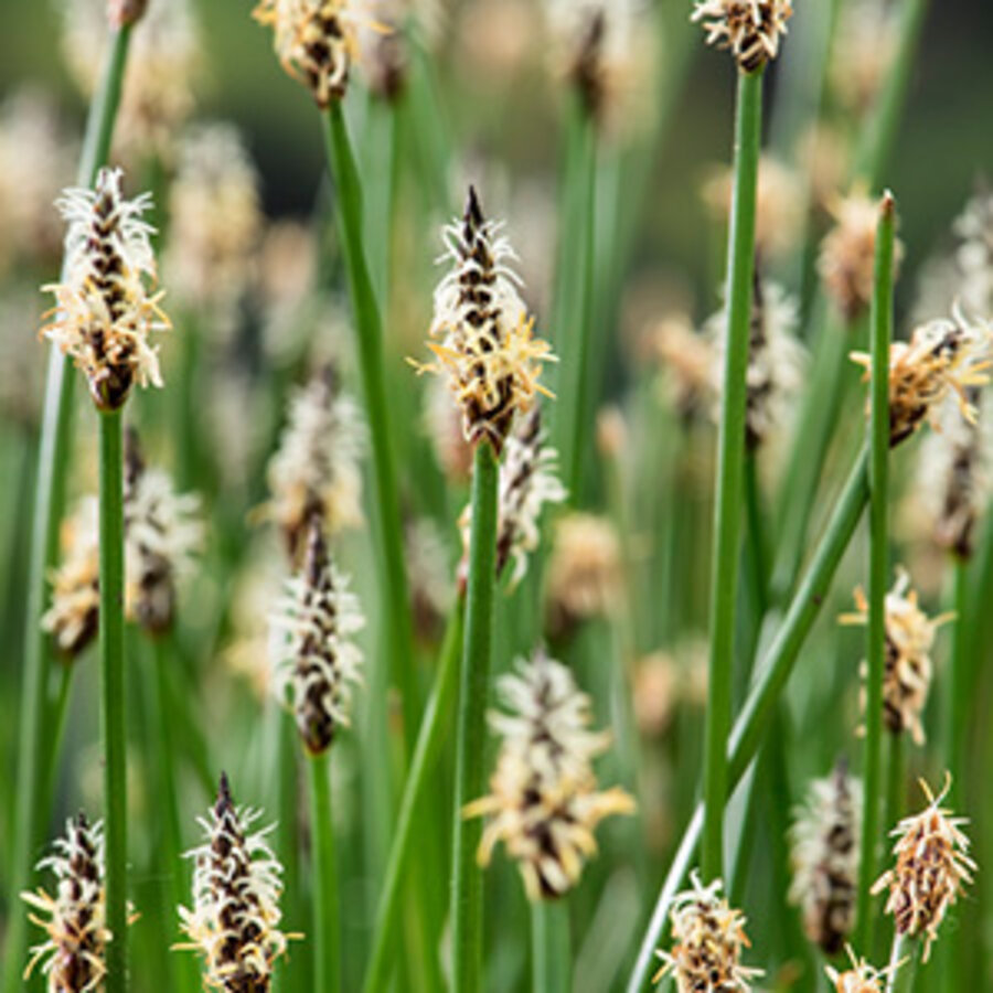 Eleocharis Palustris | Waterbies | In 9CM pot