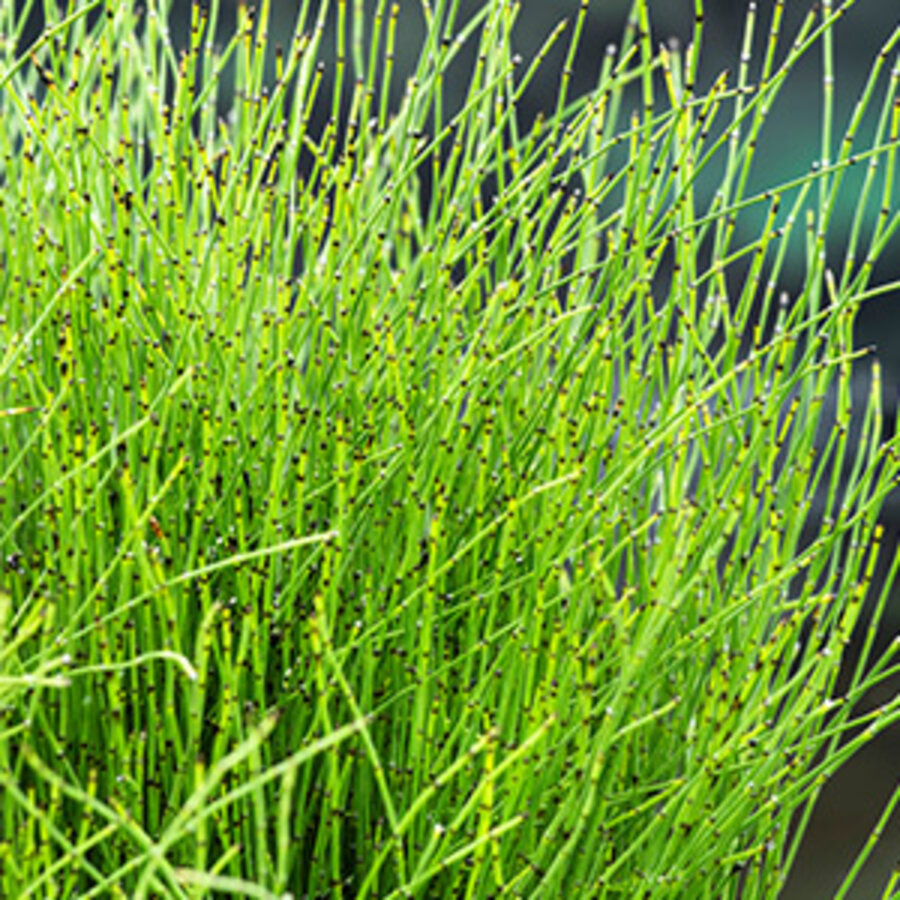 Equisetum Scirpoides | Dwergholpijp | In 9CM pot