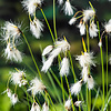 Eriophorum Angustifolium | Veenpluis | In 9CM pot