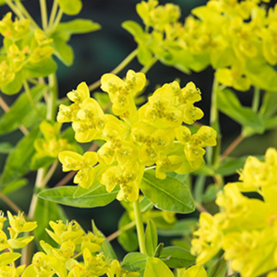 Euphorbia Palustris | Moeraswolfsmelk | In 9CM pot