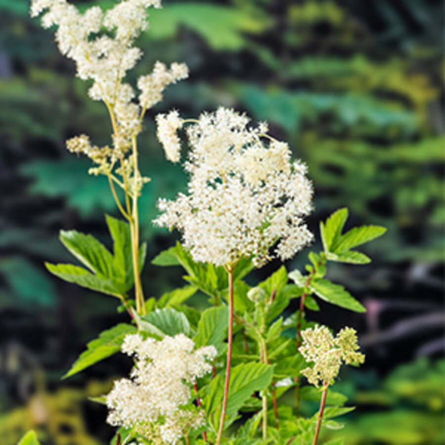 Filipendula Ulmaria | Moerasspiraea | In 9CM pot