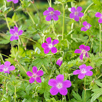 Geranium Palustris | Moerasooievaarsbek | In 9CM pot