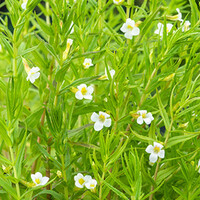 Gratiola Officinalis | Genadekruid | In 9CM pot