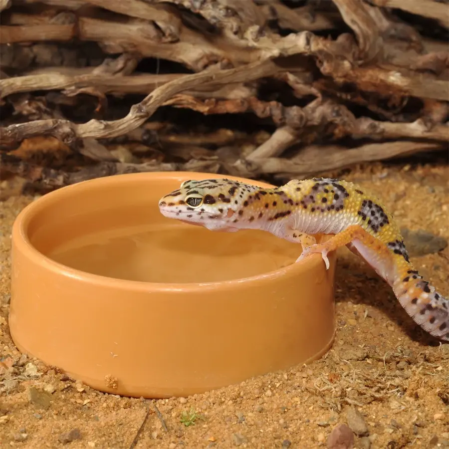 Ronde plastic waterbak voor terrarium | klein, middel, laag en groot