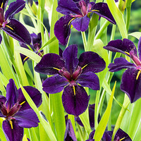 Iris Black Gamecock | Zwarte lis | In 9CM pot