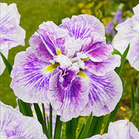 Iris Ensata Dinner Plate Cheese Cake | Japanese Iris | In 11CM pot
