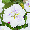 Iris Ensata Dinner Plate Cupcake | Japanese Iris | In 11CM pot