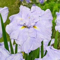 Iris Ensata Dinner Plate Ice Cream | Japanese Iris | In 11CM pot