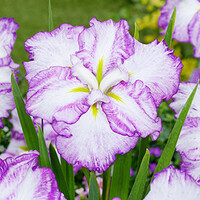 Iris Ensata Dinner Plate Tiramisu | Japanese Iris | In 11CM pot