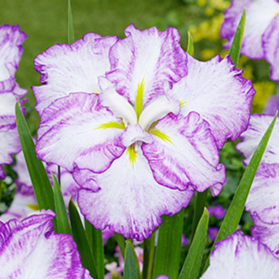Iris Ensata Dinner Plate Tiramisu | Japanese Iris | In 11CM pot