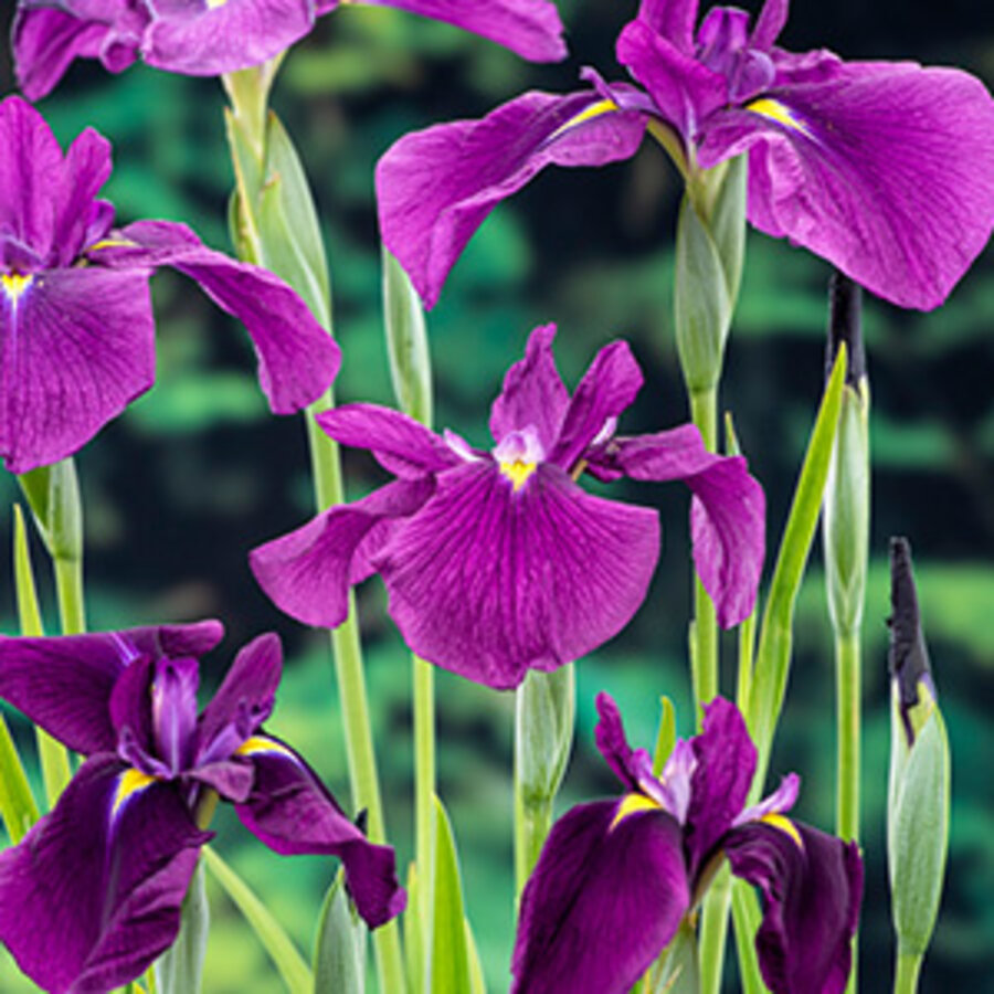 Iris kaempferi | Japanse Iris | In 9CM pot