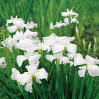 Iris Kaempferi White | Japanse Iris | In 9CM pot
